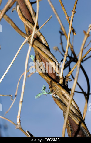 Rebe und grün sprießen im Frühjahr auf einem blauen Himmel Stockfoto