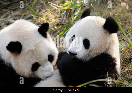 Zwei Sub-adulten großen Pandas (Ailuropoda Melanoleuca), Provinz Sichuan, China Stockfoto