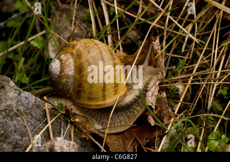 Essbare Schnecken oder Roman Snail, Helix Pomatia; Bulgarien. Stockfoto