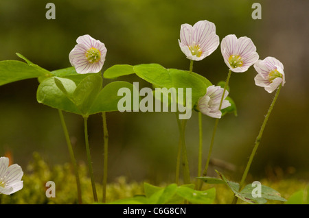 Sauerklee, Oxalis Acetosella blühen im Frühjahr im Laubwald. Stockfoto