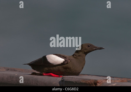 Schwarzer Guillemot (Cepphus grylle), der am Ende eines Anlegesteg auf der Insel Islay ruht. Stockfoto