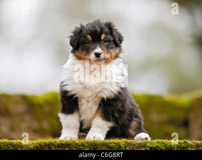 Australischer Schäferhund. Hündchen sitzt auf Moos Stockfoto