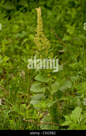 Guter Heinrich, Chenopodium Bonus-Henricus in Blüte. Essbare Blätter. In Großbritannien eingeführt. Stockfoto