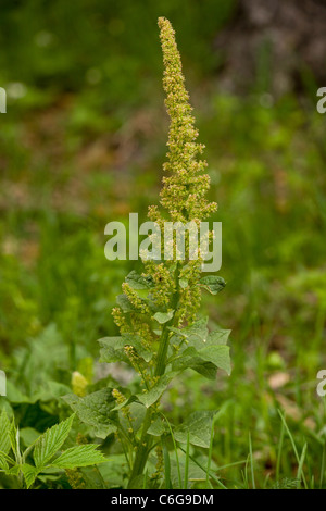 Guter Heinrich, Chenopodium Bonus-Henricus in Blüte. Essbare Blätter. In Großbritannien eingeführt. Stockfoto