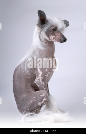 Chinese Crested Dog auf grau sitzend Stockfoto