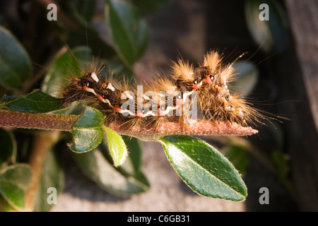 Die braunen Schweif Falter Raupe. Stockfoto