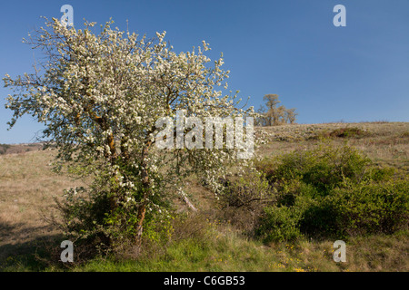 Stachelige Wildbirne, Pyrus Spinosa in Blüte, Frühling; Gargano-Halbinsel, Italien Stockfoto