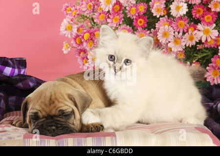 tierische Freundschaft: Französische Bulldogge Welpen und heiligen Katze von Birma Kätzchen Stockfoto