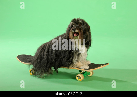 Havaneser Hund auf Skateboard Stockfoto