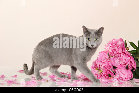 Russisch Blau Katze - stehen neben Front von Blumen Stockfoto