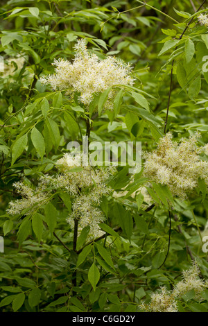 Manna-Esche, Fraxinus Ornus in Blüte im Frühjahr, Bulgarien Stockfoto