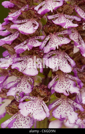 Lady Orchidee Orchis Purpurea in Blüte, nach Regen. Italien. Stockfoto