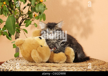 Sibirische Katze - Katze mit teddy Stockfoto