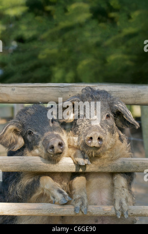 zwei Mangalica-Schweine am Zaun Stockfoto