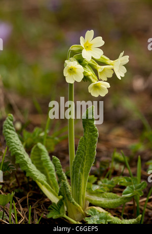 Schlüsselblume, oder echte Schlüsselblume, Primula Elatior in Blüte in Almen. Bulgarien. Stockfoto