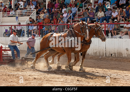 Zugpferd ziehen Wettbewerb an lokalen Kirmes mit Zugpferden hart arbeiten, um einen schweren Schlitten auf einen langen Lauf zu ziehen. Stockfoto