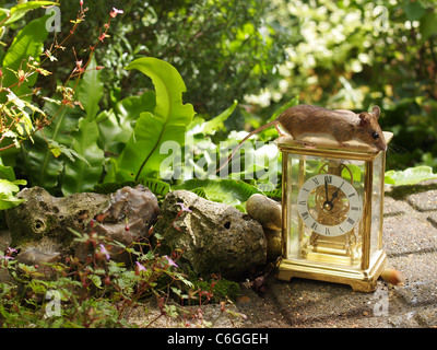 Wilde Maus, Apodemus Sylvaticus oben auf der Uhr, die auf der Suche nach Haselnuss, ließ ihn fallen. Sehr süße Maus auf der Suche nach Nahrung in den Garten. Stockfoto