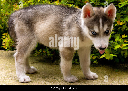 Siberian Husky Welpen stehen blaue Augen Stockfoto