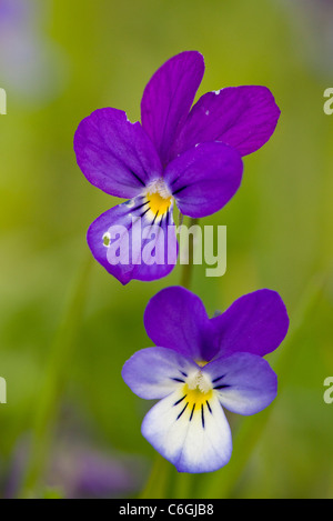 Wilde Stiefmütterchen oder Stiefmütterchen, Viola Tricolor, in Alm. Bulgarien. Stockfoto