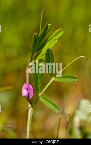 Frühling-Wicke, Vicia Lathyroides in Blüte; Bulgarien Stockfoto