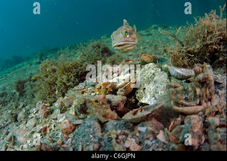 Männliche gebändert Kieferfischen, Opistognathus Macrognathus, gräbt und bereitet seinem Bau vor umwerben und Paarung. Stockfoto