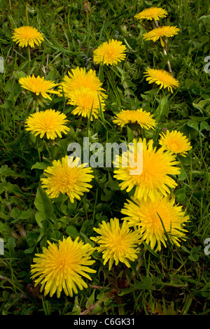 Gemeinsamen Löwenzahn Taraxacum Officinale in Blüte im Frühjahr Stockfoto