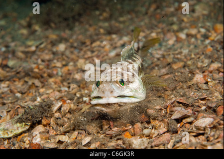 Männliche gebändert Kieferfischen, Opistognathus Macrognathus, gräbt und bereitet seinem Bau vor umwerben und Paarung. Stockfoto