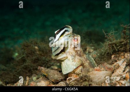 Männliche gebändert Kieferfischen, Opistognathus Macrognathus, schwimmt über den Boden der Lagune Lake Worth, Palm Beach County, Florida. Stockfoto