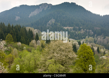 Wild Cherry oder Gean, Prunus Avium Bäume in einem Frühling bewaldete Landschaft; Rhodopi Gebirge, in der Nähe von Smoljan, Süd-Bulgarien Stockfoto