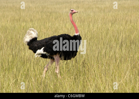 Männlichen Massai-Strauß Wandern in Rasen, Masai Mara, Kenia Stockfoto