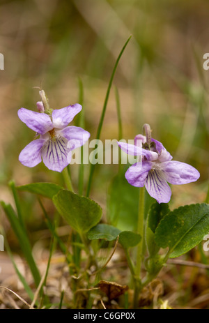 Teesdale Violet, Viola Rupestris. In UK, Teesdale Bereich nur sehr selten. Stockfoto