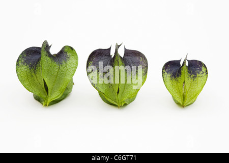 Nicandra Physalodes. Unreifen Samenkapseln des Werks Shoo – Fliege auf einem weißen Hintergrund. Stockfoto