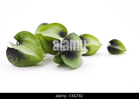 Nicandra Physalodes. Unreifen Samenkapseln des Werks Shoo – Fliege auf einem weißen Hintergrund. Stockfoto