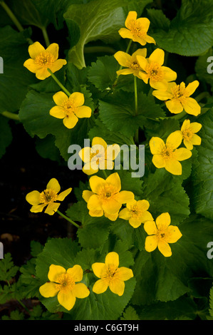 Sumpfdotterblumen Caltha Palustris in Blüte Stockfoto