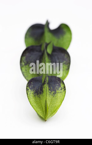 Nicandra Physalodes. Unreifen Samenkapseln des Werks Shoo – Fliege auf einem weißen Hintergrund. Stockfoto