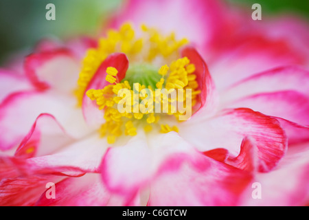 Papaver Rhoeas. Nahaufnahme der Blüte der Shirley Mohn. Stockfoto