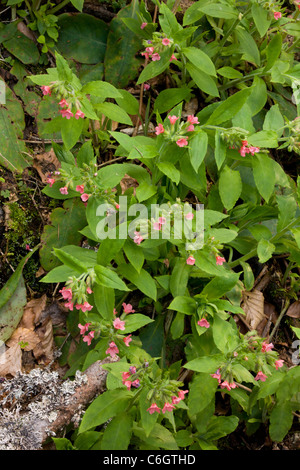 Rote Lungenkraut, Pulmonaria Rubra in Blüte, Frühling; Bulgarien Stockfoto