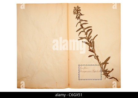 Schön getrocknet und Blume auf dem alten Weg gelben Papier gedrückt Stockfoto