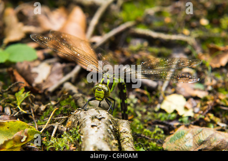 Südlichen Hawker Libelle Eiablage Stockfoto