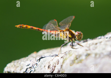 Gemeinsamen Darter Libelle (Sympetrum Striolatum) Stockfoto