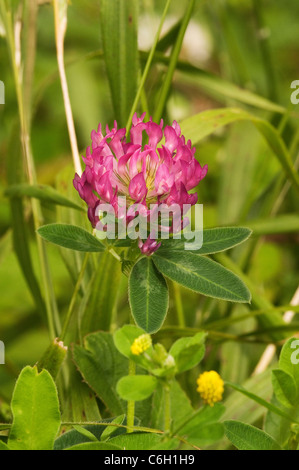 Rotklee Trifolium Pratense (Fabaceae) Stockfoto