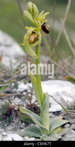 Frühen Spider Orchid (Ophrys Sphegodes) zeigen, dass eine dunkle Blume und einer Reifen eröffneten Blume, die da verblasst Stockfoto