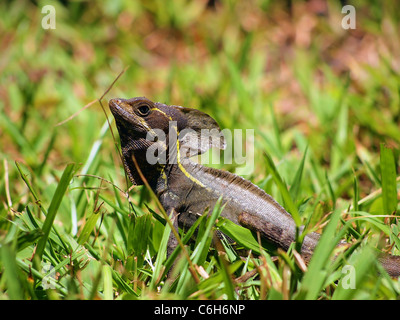 Gemeinen Basilisk Eidechse in den Rasen, auch bekannt als Jesus Christus Echse, Costa Rica Stockfoto