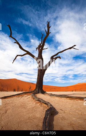 Toten Akazien im Dead Vlei Stockfoto