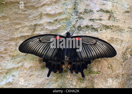 Großer Mormone Schmetterling (Papilio Memnon) Stockfoto