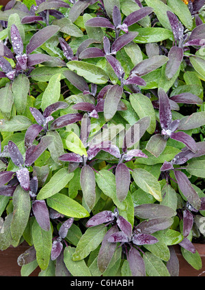 Lila rotblättrige Salbei Salvia Officinalis ist ein Culnary und Heilpflanze, die hier in einem englischen Kräutergarten wachsen Stockfoto