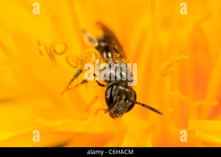 Wespe (Früchte SP.) auf Löwenzahn Stockfoto