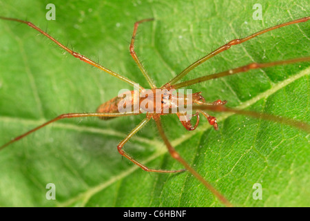 Longjawed Orbweaver Spinne (Tetragnatha sp.) Stockfoto