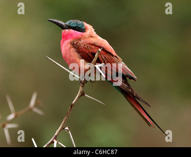 Südlichen Carmine Bienenfresser thront auf Dorn Zweig Stockfoto