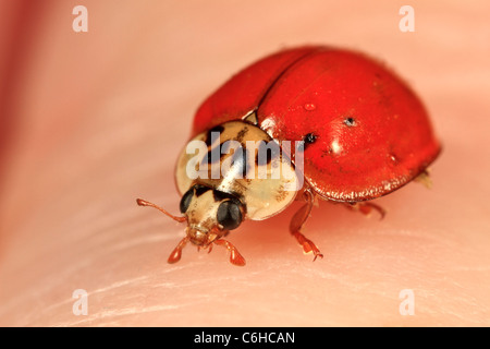 Multicolored Asian Lady Beetle (Harmonia Axyridis) Stockfoto